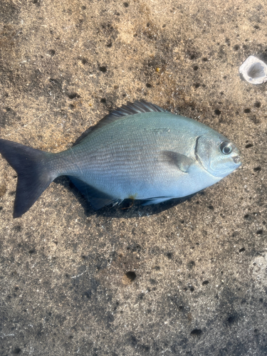 イスズミの釣果