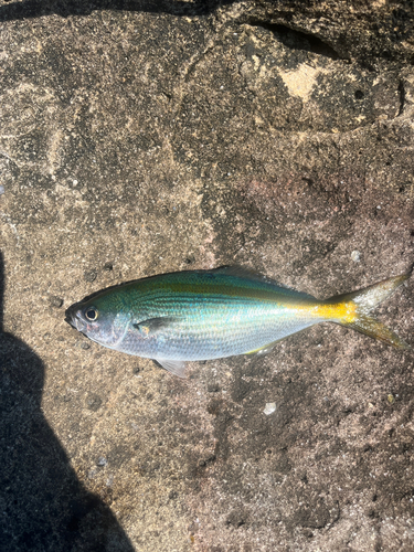 タカベの釣果