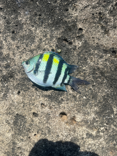 オヤビッチャの釣果