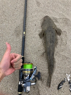 マゴチの釣果