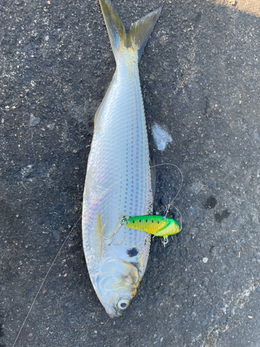 コノシロの釣果