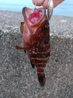 アコウの釣果