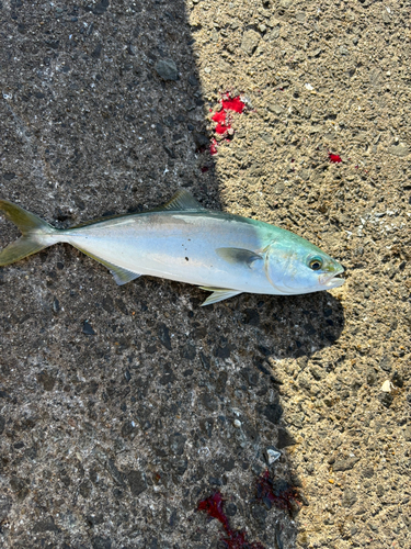 ワカシの釣果