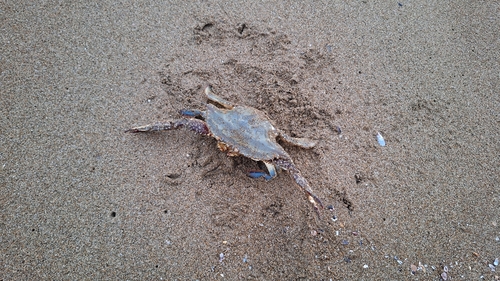 ガザミの釣果