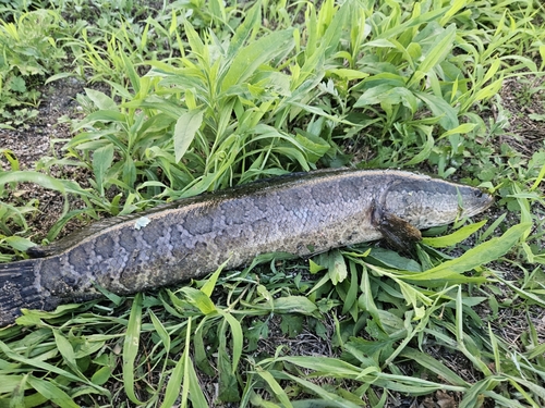 ライギョの釣果