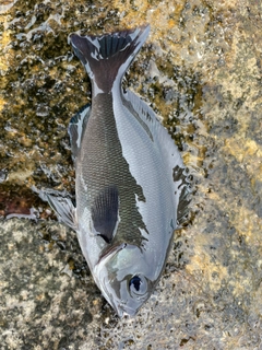 クロメジナの釣果