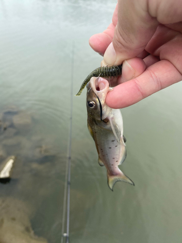 アメリカナマズの釣果