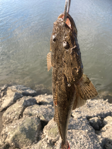 マゴチの釣果