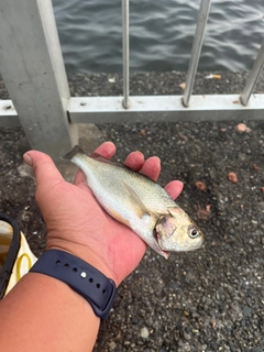 イシモチの釣果