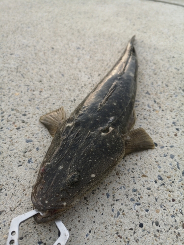 マゴチの釣果