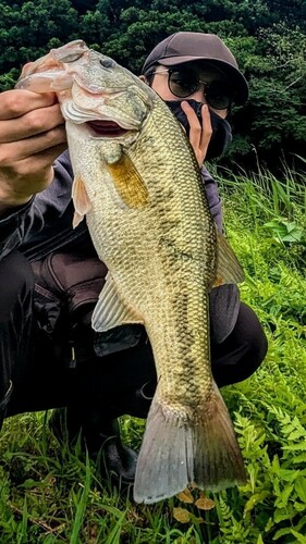 ブラックバスの釣果