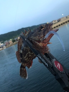 ガシラの釣果