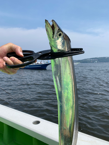 タチウオの釣果