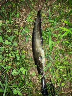 イワトコナマズの釣果