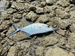 クロヒラアジの釣果