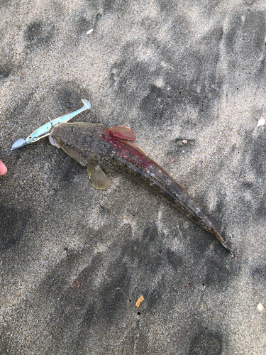 マゴチの釣果