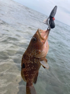 キジハタの釣果