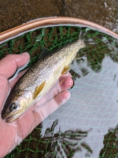 イワナの釣果