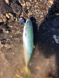 ワカナゴの釣果