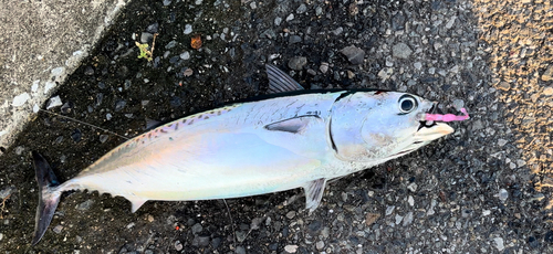 ソウダガツオの釣果