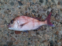 マダイの釣果