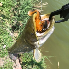 ヨーロッパオオナマズの釣果