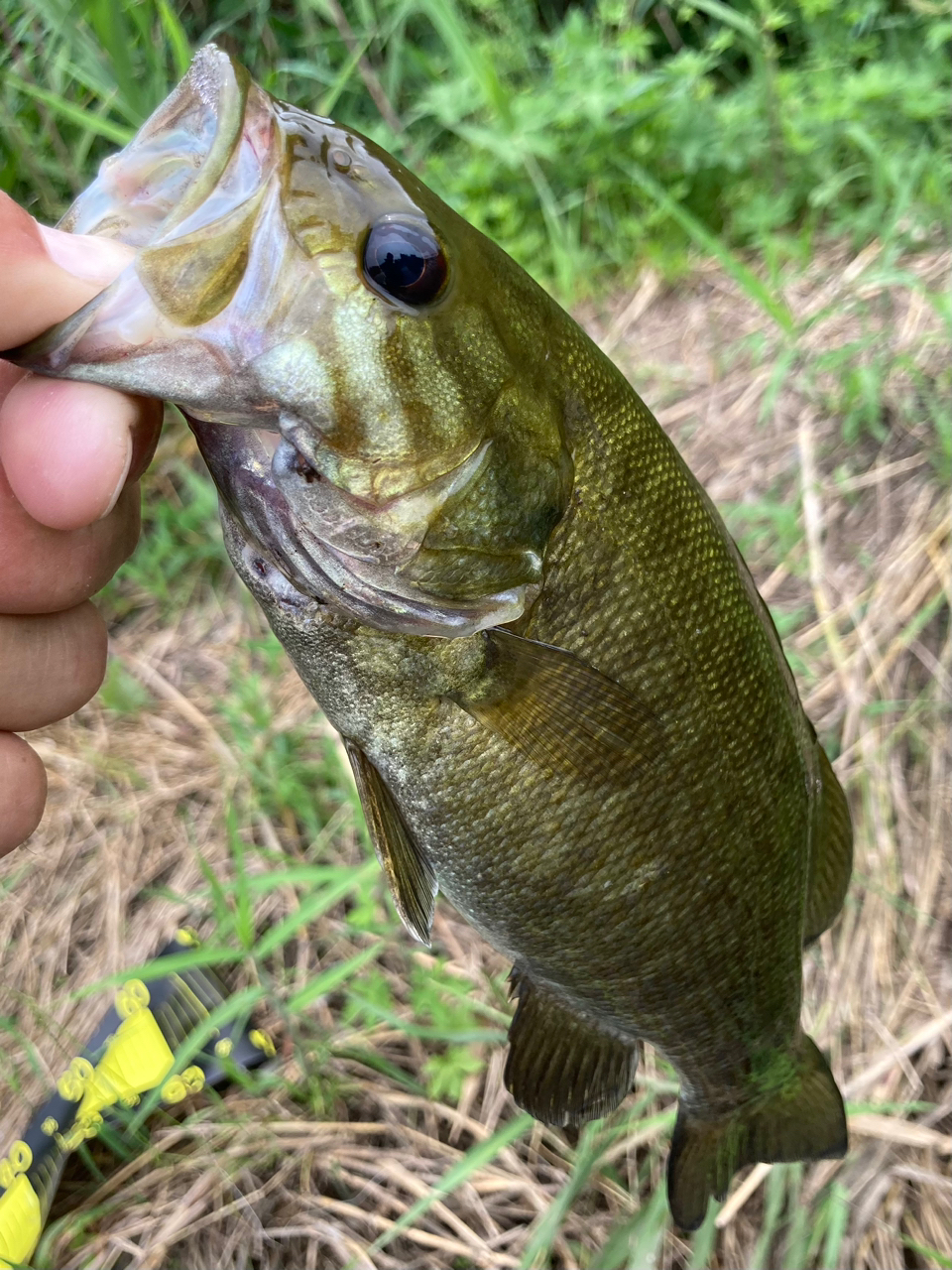 スモールマウスバス