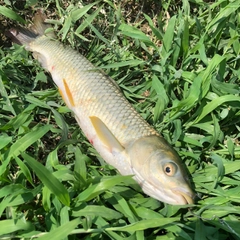 ソウギョの釣果