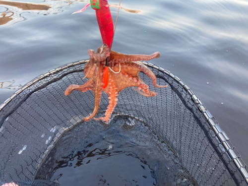 マダコの釣果