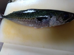 サバの釣果