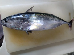 ソウダガツオの釣果