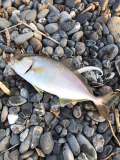 ショゴの釣果