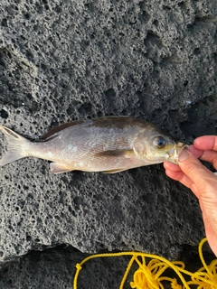 イサキの釣果