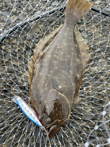 ヒラメの釣果