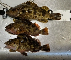 タケノコメバルの釣果