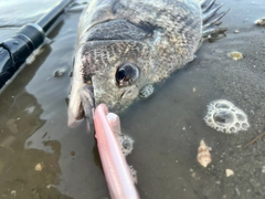 チヌの釣果