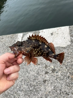 カサゴの釣果