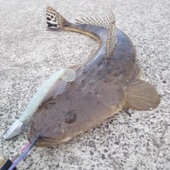 マゴチの釣果