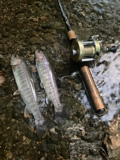 イワナの釣果