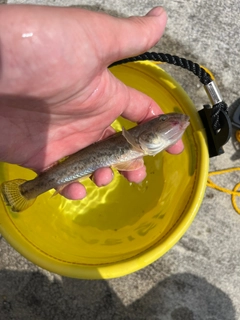 マハゼの釣果