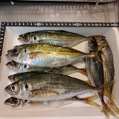 アジの釣果