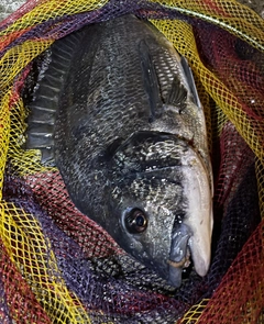 チヌの釣果