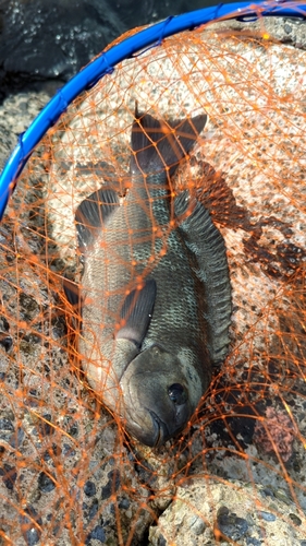 メジナの釣果