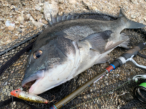 チヌの釣果