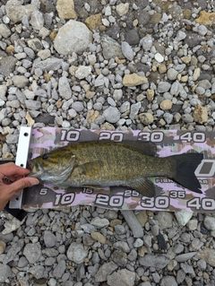 スモールマウスバスの釣果