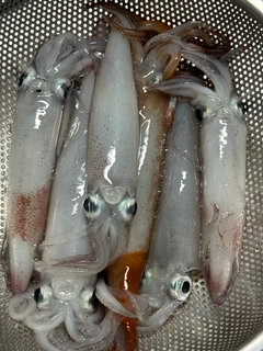 ケンサキイカの釣果