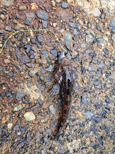 カジカの釣果