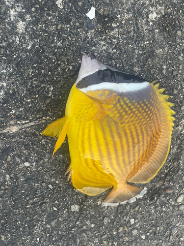 チョウチョウウオの釣果