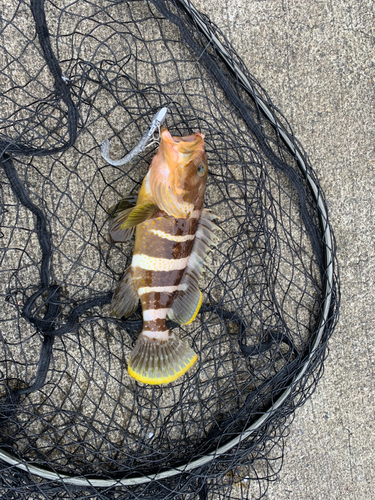 アオハタの釣果