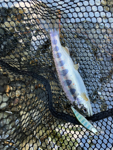 アマゴの釣果